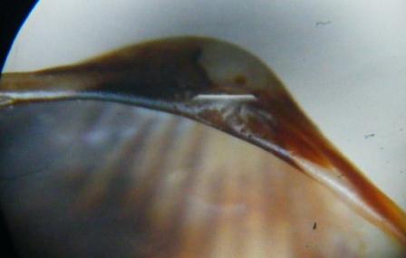 Parvicardium scriptum